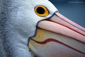 Melbourne Snaps Pelican Park Hastings Sea Glass Artwork Sea Birds Breathtaking Photography