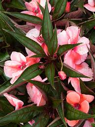 New guinea impatiens are not heavy feeders, but they do need regular fertilization. Impatiens University Of Florida Institute Of Food And Agricultural Sciences