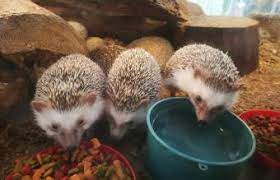 It may be aggressive at times, nipping the fins of tank mates and leaving a circular hole as its mark. Pet Hedgehog Costs Facts And Care Lovetoknow