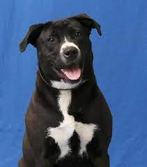 Jefferson County Animal Control Stray Or Lost Animal Search Results Animal Control Dog Adoption Animals