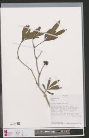 Image result for Sopubia mannii