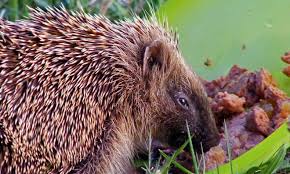 Igel Futtern Selbst De In 2020 Igel Futtern Igel Nutztiere