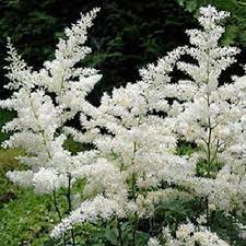 Allium Ampeloprasum White Gardens Astilbe Goats Beard Plant