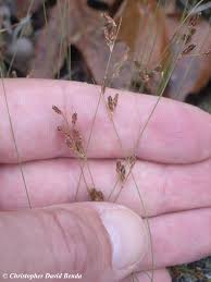 Image result for Bulbostylis densa