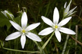 Image result for Ornithogalum flexuosum