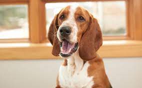 Moosonee puppy rescue officially began in may 2003. 10 Best Animal Adoption Shelters Nonprofits In Northern Michigan