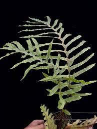 Image result for Drynaria volkensii