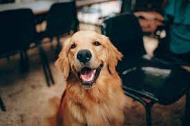 12 Dog Breed Suitable For Indian Climate Being Dog