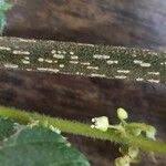 Image result for Allophylus rubifolius