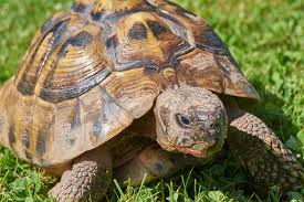 Hermanns Tortoise Care And Information