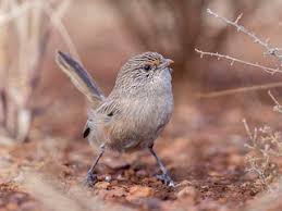 Image result for Atractus modestus