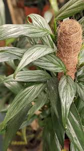 Image result for Epipremnum