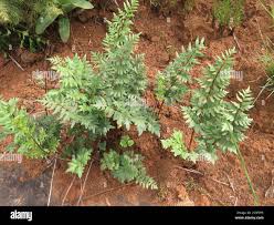 Image result for Cheilanthes quadripinnata
