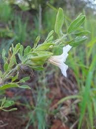 Image result for Petalidium englerianum