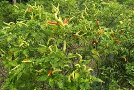 Maybe you would like to learn more about one of these? Kementan Siap Amankan Produksi Cabai Dari Virus Kuning Republika Online