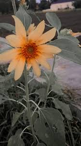 Pada tanaman bunga matahari menghasilkan buah yang bertipe buah tempurung achene. Sun Flowers Bunga Matahari Bunga Matahari