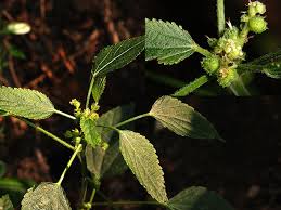 Image result for Acalypha lanceolata