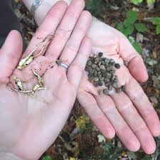 How to become an herbalist in nc. Appalachian Herbalist School Takes Root In East Tennessee The Laurel Of Asheville