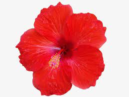 Red Hibiscus Flower Png And Clipart Hibiscus Flower Clipart Flowers