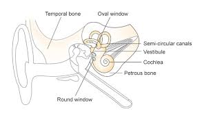 Two tympani, or … continue reading frog dissection Inner Ear Section The Siemens Stiftung Media Portal