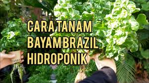 Semoga perkongsian khasiat bayam brazil ini bermanfaat. Cara Paling Mudah Tanam Bayam Brazil Hidroponik Youtube