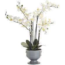Maybe you would like to learn more about one of these? Pier 1 Imports White Faux Phalaenopsis Orchid Arrangement Orchid Arrangements White Flower Arrangements White Flower Pot