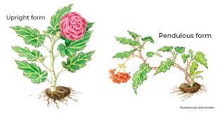 Given those requirements, it's not surprising that many gardeners choose to cultivate tuberous begonias. How To Grow Tuberous Begonias Garden Gate