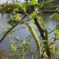 It is a hybrid between salix euxina and salix alba, and is very variable, . Rikenmon S Tierwelt Silber Weide Salix Alba