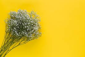 We did not find results for: Free Photo An Overhead View Of Baby S Breath Flowers On Yellow Background