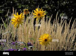 Image result for Ursinia montana