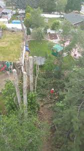Treecare Climbing Tree Pruning Safety Rigging Arborist Rivendelltree Tree Care Arborist Tree