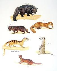 Binturong Meerkat Otter Civet Etc Vintage 1984 Animal Book Plate Animals Animal Book Animal Facts