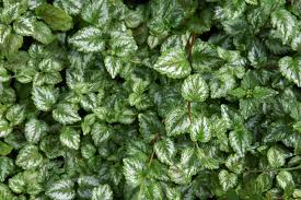 Image result for Lamium galeobdolon