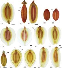 Image result for Lefebvrea grantii