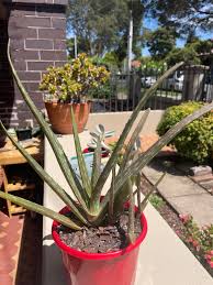 Why my Aloe Vera brown? : r/plantclinic