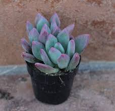Revisiting my small backyard succulent garden. Succulent Plant Pachyveria Royal Flush Planting Succulents Plants Succulents