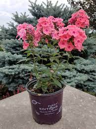 'ditomdre', pictured) are brilliant on their own, but i particularly like the way they pop against the candy store™ coral crème drop. First Editions Coral Creme Drop Phlox Wilson Nurseries