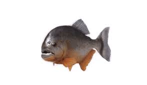 Fakta ikan piranha yang mengerikan. 700 Gambar Binatang Ikan Piranha Terbaik Gambar Hewan