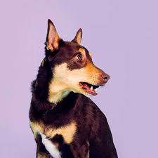 Can A Dog Recover From An Acl Tear Without Getting Surgery Ortho Dog