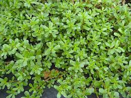 Additionally, it is high in so many nutrients. Who Knew Purslane Seeds Are Loaded With Health Benefits Here Are 5 Of Them Wild Foodism
