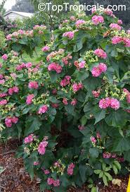 Image result for Dombeya