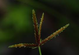 Image result for Cyperus amabilis