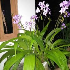 Jadi secara simpel, pengertian tanaman yaitu segala jenis tumbuhan yang sengaja ditanam dan dirawat untuk diambil manfaatnya, baik sebagai makanan, hiasan. Tanaman Hias Anggrek Tanah Tanaman Anggrek Tanah Murah Anggrek Shopee Indonesia