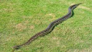 Nah, bagaimana kalau ularnya berukuran raksasa hingga pasti ngeliatnya aja udah bikin gemetaran. Ular Piton Betina Terbesar Ditemukan Di Florida Amerika Dunia Tempo Co