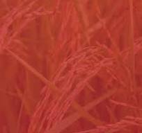 🌾 Arabic Cumin Color Sorter Machine 🌾, Experience precision sorting with Mark Color Sorter’s advanced optical technology – designed for Arabic cumin seeds to ensure perfect color separation, purity, ...