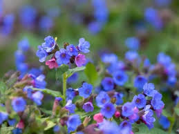 Blue perennial flowers for shade. 17 Best Shade Loving Perennials That Bloom All Summer