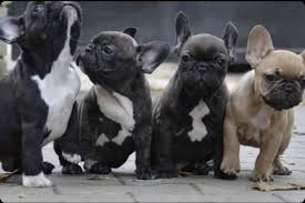 French bulldog puppies for sale in va, french bulldog puppies for sale ny, french bulldog puppies for sale under 1000, teacup french bulldog puppies for sale, french bulldogs for sale near me, toy bulldog, french bulldog for sale, mini french bulldog for sale, small dogs for sale near me, pet adoption near me, puppy for sale near me, french bulldog puppy for sale, french bulldogs for adoption. French Bulldog Puppies For Sale Fredericksburg Va 318295