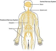 The central nervous system (cns) consists of the brain and the spinal cord, while the peripheral nervous system (pns) consists of sensory neurons this was an overview of the human nervous system function and structure along with a labeled diagram. Central Nervous System Ck 12 Foundation