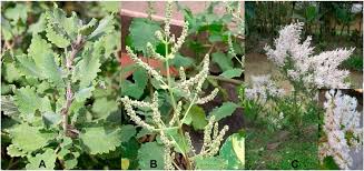 Image result for Diplolophium africanum