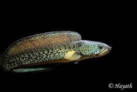 Let's watch and enjoy flowerhorn fish channel. Channa Barca Ophiocephalus Barca Ophicephalus Nigricans Seriously Fish